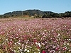 「花と緑の広場」の画像