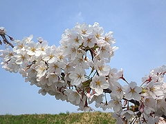 「万本桜植樹帯」の画像1