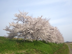 「万本桜植樹帯」の画像2