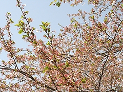 「越路河川公園」の画像2