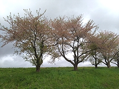 「万本桜植樹帯」の画像1