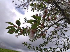 「万本桜植樹帯」の画像2