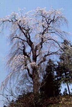 しだれ桜