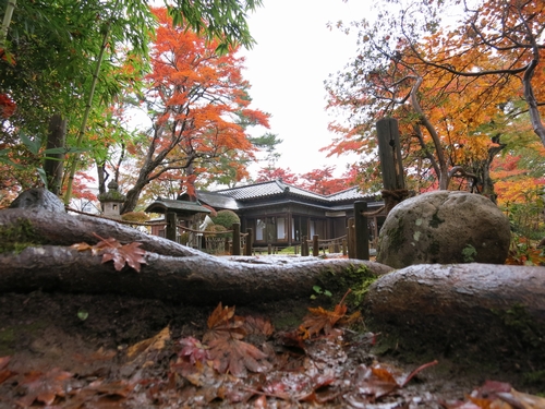 「作品名：もみじの紅葉」の画像