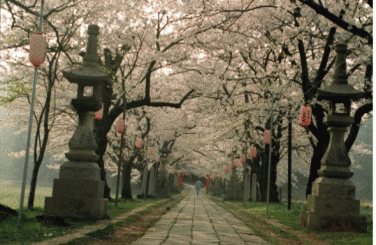 「参道の朝」の画像