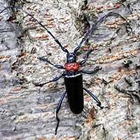 「クビアカツヤカミキリの成虫」の画像