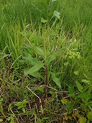 「花が咲く前のセイタカアワダチソウ」の画像