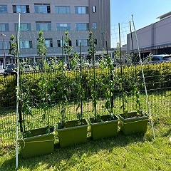 「子育ての駅ぐんぐんのゴーヤ全体の様子」の画像