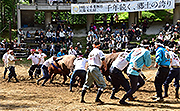 記事「山古志の「牛の角突き」、国の重要無形民俗文化財40年」の画像