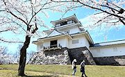 記事「満開の桜をお届け！」の画像