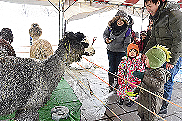 「アルパカと触れ合い」の画像