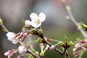 「一足早い“開花”を見つけました」の画像