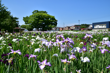 「花菖蒲が花盛り」の画像