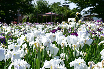 「紫や白の花が目を楽しませてくれます2」の画像