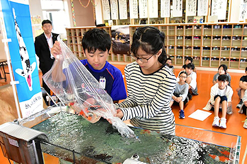 「飼育を始める錦鯉のお披露目」の画像