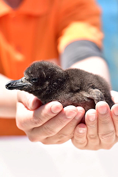 「ふわふわの毛がとってもかわいい」の画像