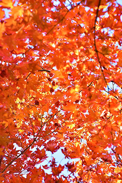 「もみじ園の紅葉が見頃」の画像3