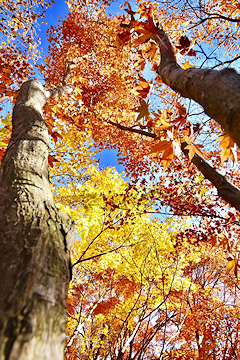 「もみじ園の紅葉が見頃」の画像4