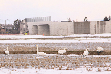 「越路地域の田んぼに今年も白鳥の姿」の画像