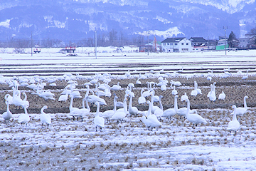 「春の訪れを感じさせてくれる光景」の画像1