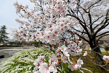 「市民文化公園」の画像1