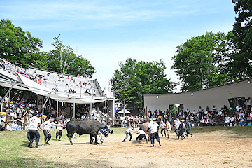 「山古志闘牛場で開かれた記念大会」の画像1