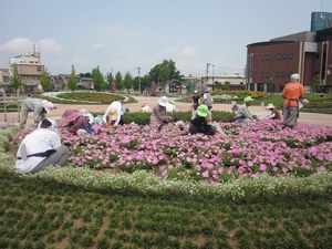 「花火をイメージした市民花壇」の画像2