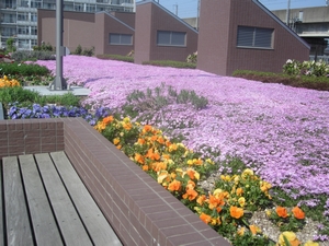 「屋上花壇の芝桜が満開です」の画像