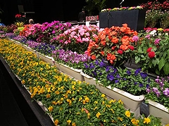 「綺麗な花がステージを彩っています☆」の画像