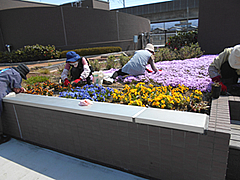 「花がら摘み、除草など（屋上花壇）」の画像