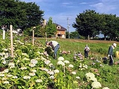 「あじさい斜面の雑草を刈ります」の画像