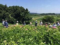 「アジサイの花が咲き始めました」の画像