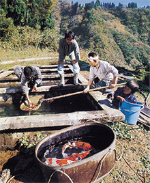 「特産の錦鯉」の画像