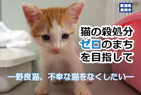 猫の殺処分ゼロのまちを目指して！ －野良猫、不幸な猫をなくしたい－