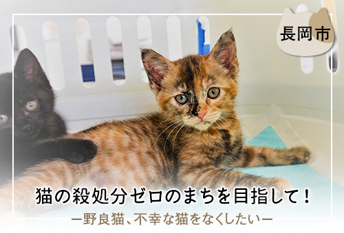 猫の殺処分ゼロのまちを目指して！ －野良猫、不幸な猫をなくしたい－