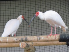 「長岡市で飼育しているトキのペア」の画像