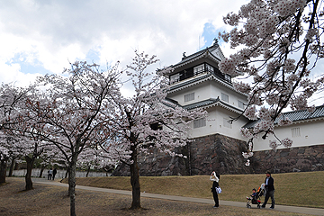 「悠久山公園の桜が満開を迎えました」の画像