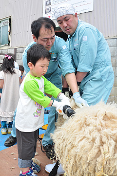 「大きなバリカンを手に毛を刈っていきます」の画像